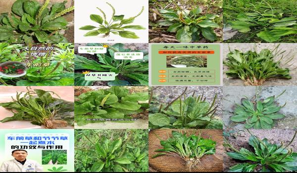 妇科炎症可以喝车前草吗 - 汕头妇科炎症能喝车前草吗